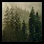 Teleport Forest icon