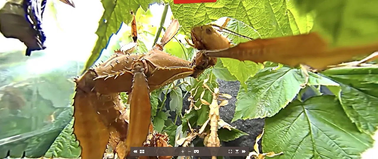 Tony's Creepy Crawly Zoo 2.0 Screenshot 2