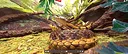 Tony's Creepy Crawly Zoo 2.0 Screenshot 3