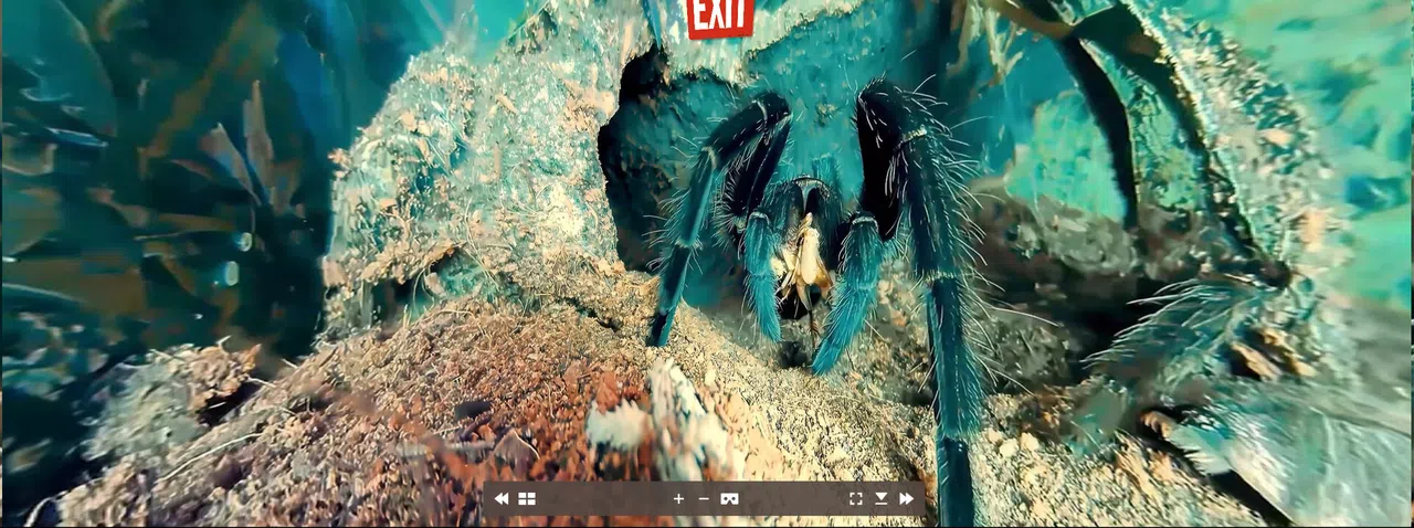 Tony's Creepy Crawly Zoo 2.0 Screenshot 1