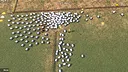 Everybody Herds Screenshot 4