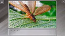 Super Jigsaw Puzzle: Generations - Bugs 2 Screenshot 28