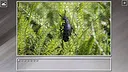 Super Jigsaw Puzzle: Generations - Bugs 2 Screenshot 2