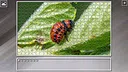 Super Jigsaw Puzzle: Generations - Bugs 2 Screenshot 17