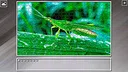 Super Jigsaw Puzzle: Generations - Bugs 2 Screenshot 29