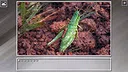 Super Jigsaw Puzzle: Generations - Bugs 2 Screenshot 15