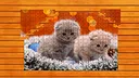 Paw & Hop Jigsaw Quest Screenshot 0