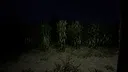 Untold Chronicles: The Harvest Screenshot 6