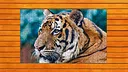 Big Cat Jigsaw Quest - Expansion Pack 1 Screenshot 2