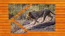 Big Cat Jigsaw Quest - Expansion Pack 1 Screenshot 4