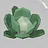 Cabbage