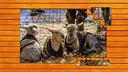 Farmyard Pals Jigsaw Puzzles Screenshot 3