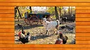 Farmyard Pals Jigsaw Puzzles Screenshot 6