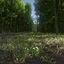 Forest icon