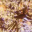 _Ghost_of_Fireworks icon