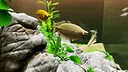 Fish Game - Asia Fish Pack 1 Screenshot 0