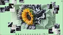 Master of Pieces © Jigsaw Puzzle DLC - The Bold Accent Screenshot 7