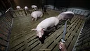 Porcine Parasite Screenshot 4