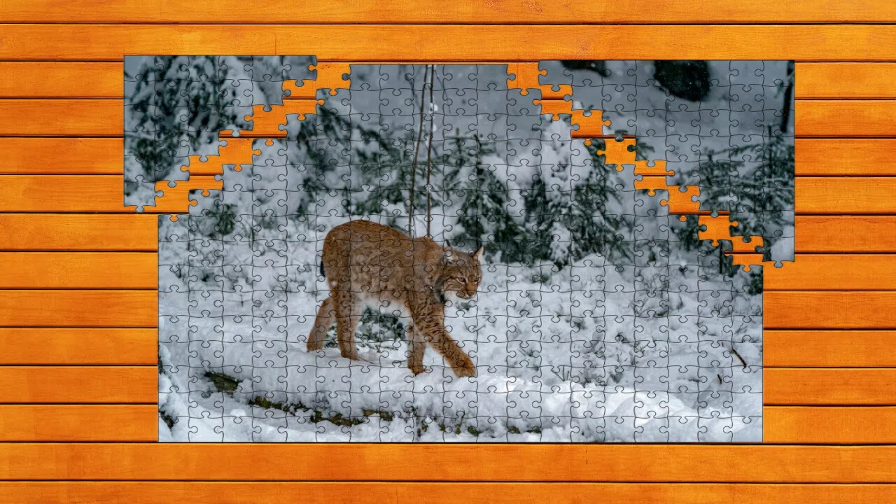Wild Lynx Jigsaw Screenshot 2