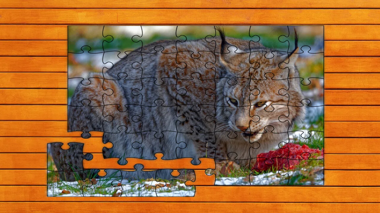 Wild Lynx Jigsaw Screenshot 4