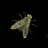 Entomologist