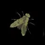 Entomologist icon