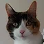 Elementary, my dear Paw-son! icon