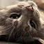 Why did you just give a cat launch codes? icon