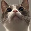 Dungeon meowster icon