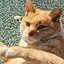 True fur baby icon