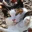 The cat stalker o.o icon