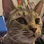 Professional freeloader and #1 cat hater (even her own kids and grandkids) icon