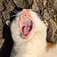 Why would a cat need a burner phone? icon