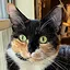 I demand pets... in the bathroom! icon