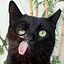 The bravest warrior kitty icon