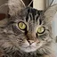 L O N G floof icon