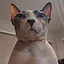 The sweetest raw chicken icon
