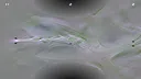 Jupiter Swirl Screenshot 15