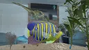 Aquarium Adventures Screenshot 4