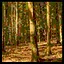 Hardrock Woods icon