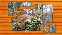 Wild Lynx Jigsaw - Expansion Pack 1 Screenshot 3