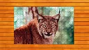 Wild Lynx Jigsaw - Expansion Pack 1 Screenshot 0