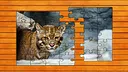 Wild Lynx Jigsaw - Expansion Pack 1 Screenshot 1