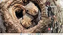 Desktop Angel Screenshot 6