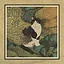 62 Cats icon