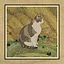 16 Cats icon