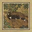 170 Cats icon