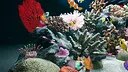 Sea Aquarium Screensaver Screenshot 5