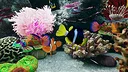 Sea Aquarium Screensaver Screenshot 4