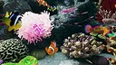 Sea Aquarium Screensaver Screenshot 6